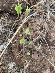 Ipomoea incarnata