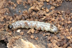 Scolecocampa liburna