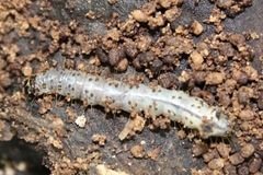 Scolecocampa liburna