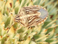Trichopepla