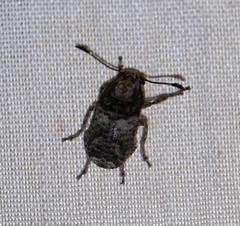 Phloeobius