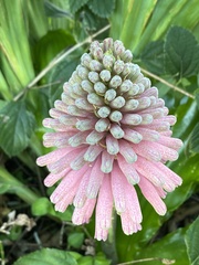 Veltheimia