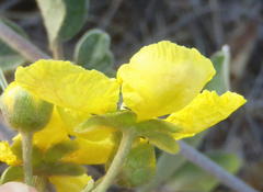 Sphedamnocarpus pruriens pruriens