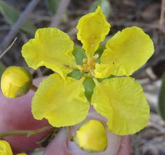 Sphedamnocarpus pruriens pruriens