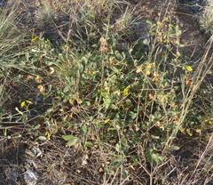 Sphedamnocarpus pruriens pruriens