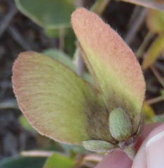 Sphedamnocarpus pruriens pruriens