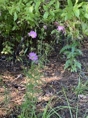 Sabatia kennedyana