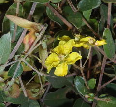 Sphedamnocarpus pruriens pruriens