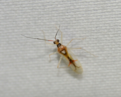 Hyaliodes