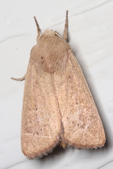 Leucania abdominalis