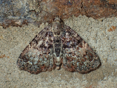 Metalectra richardsi