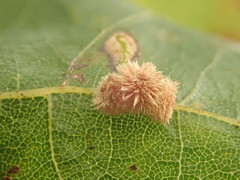 Atrusca carolina