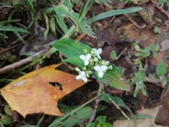 Tripogandra serrulata