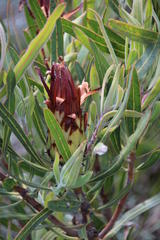 Protea burchellii