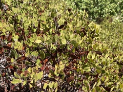 Arctostaphylos hookeri