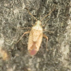 Parthenicus rubromaculosus