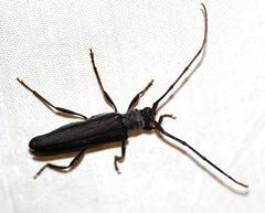 Xystrocera erosa