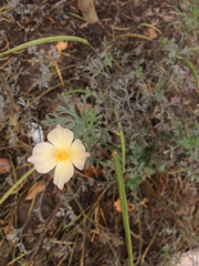 Eschscholzia californica