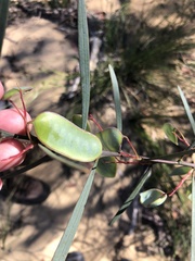 Acacia suaveolens