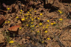 Rhynchopsidium pumilum