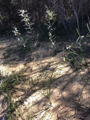 Acacia suaveolens