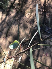 Acacia suaveolens