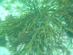 Bifurcariopsis capensis