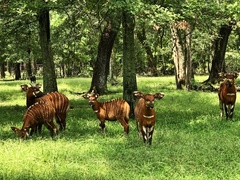 Tragelaphus eurycerus