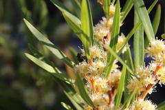 Myrmicaria nigra