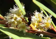 Myrmicaria nigra