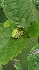 Eurypepla brevilineata