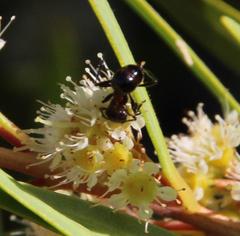 Myrmicaria nigra