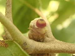 Callirhytis glandulus