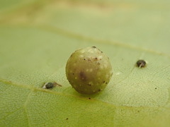 Caryomyia striolacrustum