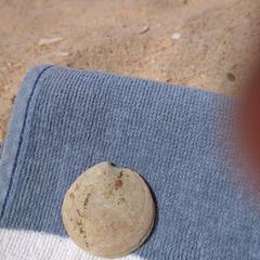 Dosinia exoleta