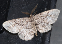 Zermizinga sinuata
