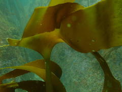 Laminaria pallida