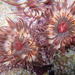Natal Anemone - Photo (c) Annette Gerber, some rights reserved (CC BY-NC), uploaded by Annette Gerber
