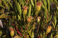 Pteronia cederbergensis
