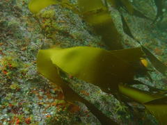 Laminaria pallida
