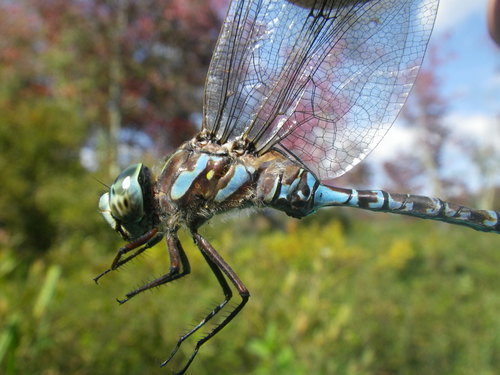 Canada Darner photo 3