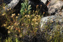 Pteronia cederbergensis