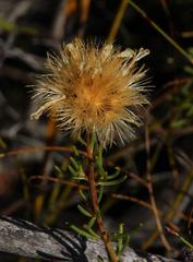 Pteronia cederbergensis