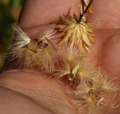 Pteronia cederbergensis