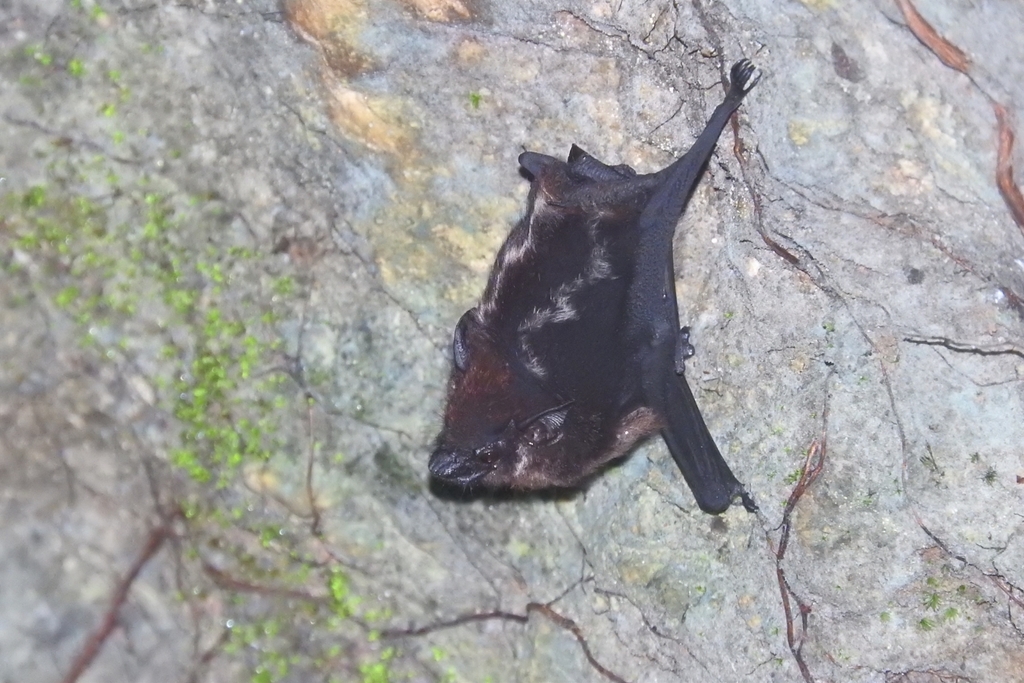 Greater Sac-winged Bat