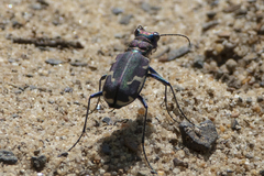 Cicindela ancocisconensis
