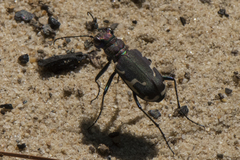 Cicindela ancocisconensis
