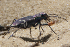 Cicindela ancocisconensis