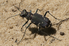 Cicindela ancocisconensis