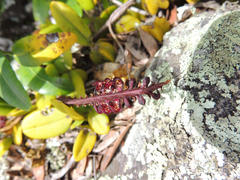 Bulbophyllum scaberulum scaberulum